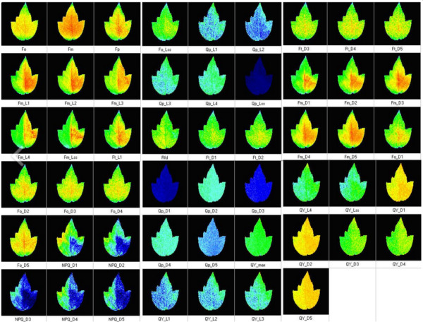 Closed FluorCam FC 800-C: system do wielospektralnego i kinetycznego obrazowania fluorescencyjnego - obrazek 6
