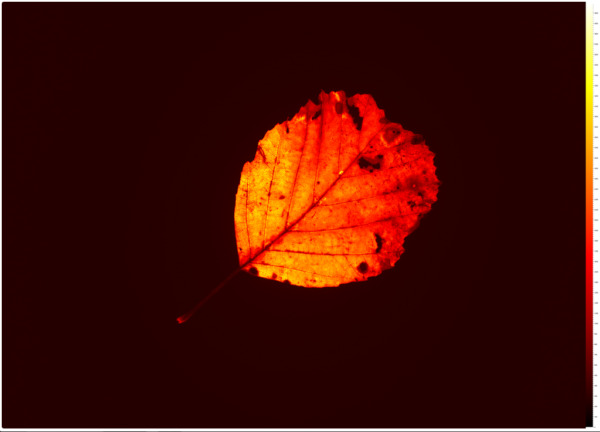 Handy FlourCam- urządzenie do obrazowania fluorescencji chlorofilu - obrazek 5